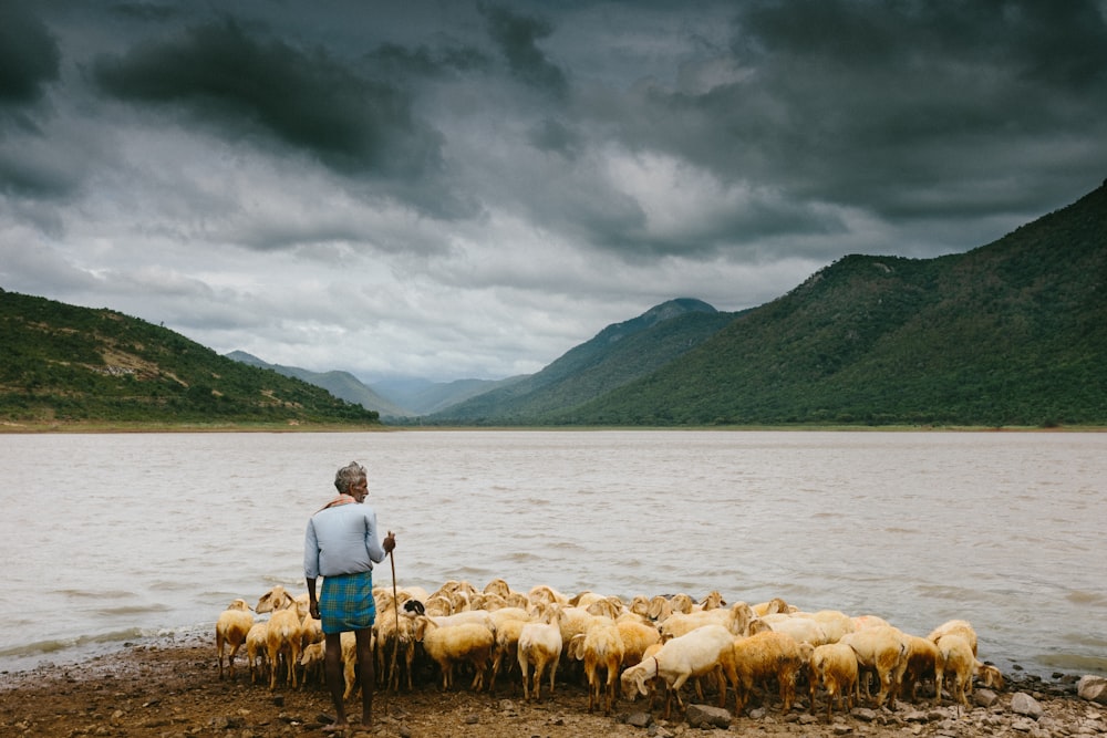 man holding stick and standing near herd of sheep on the seashore