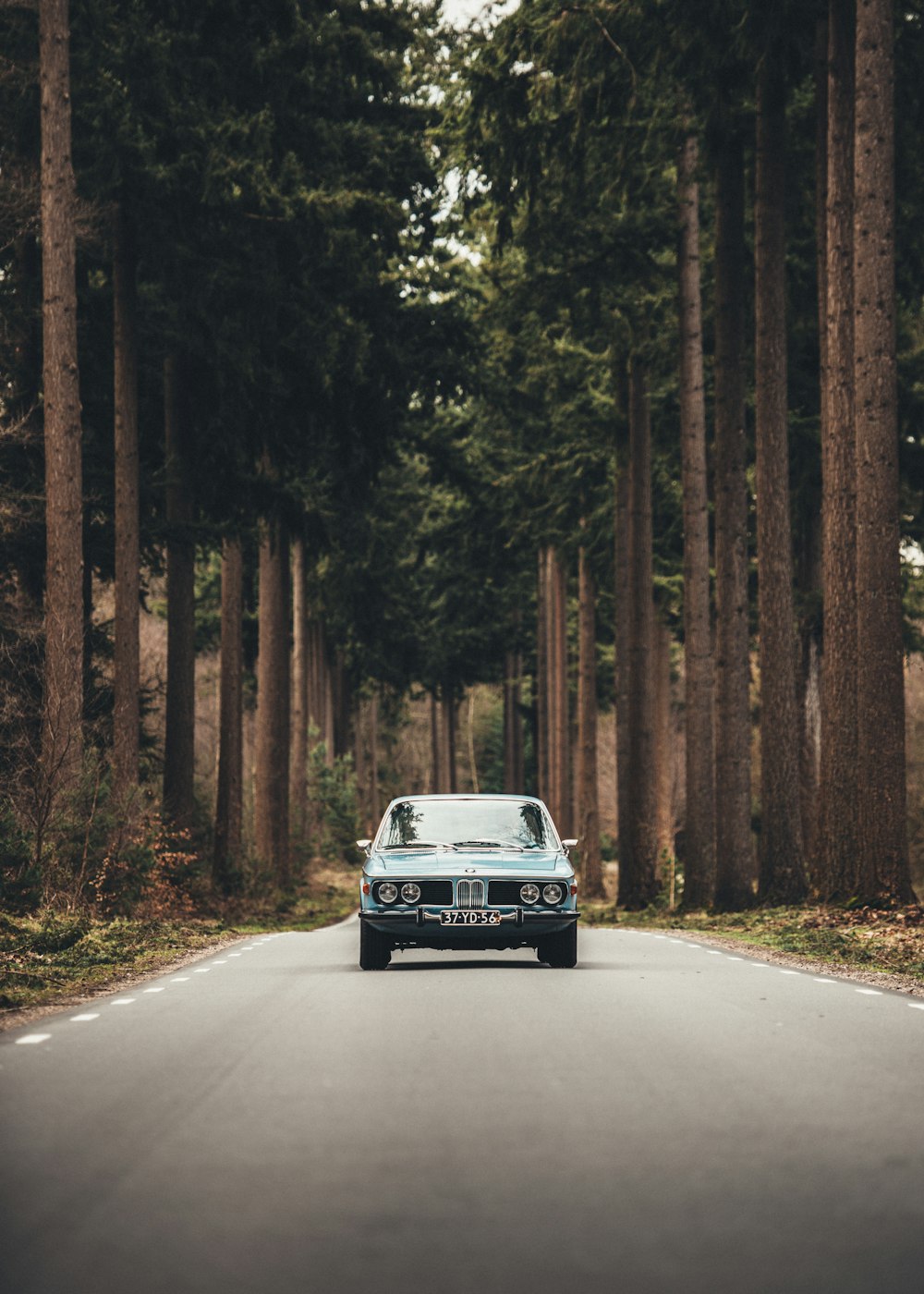 auto blu vicino alla foresta