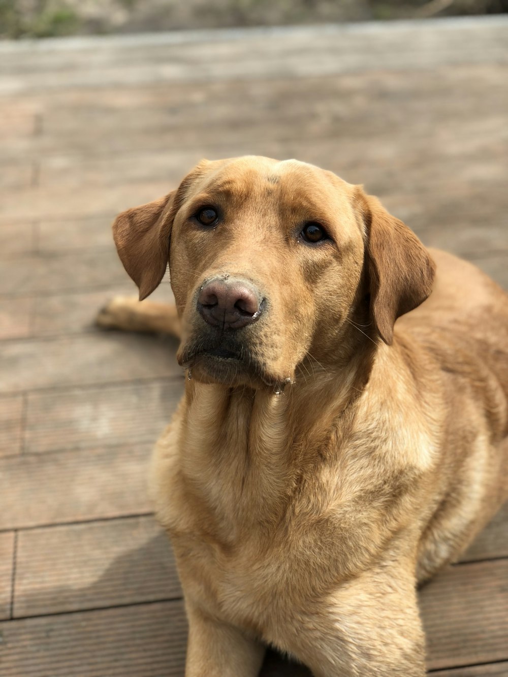 closeup photography of brown dog lying on wood