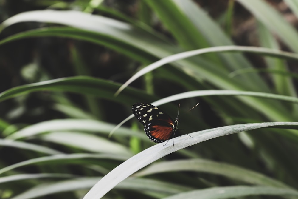farfalla marrone e nera su foglia