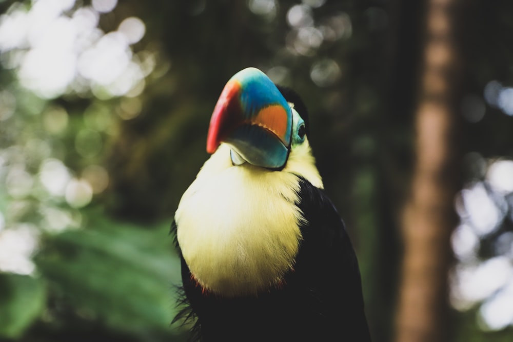 pájaro negro, amarillo y azul