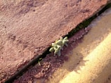 Close-up of wild plants growing through cracks in urban pavement.