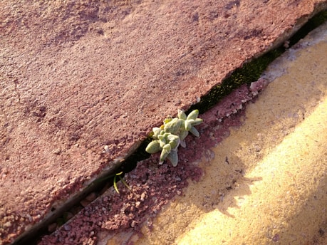 A small green plant is growing between the cracks of a weathered red and yellow pavement. The image captures the resilience of nature amidst urban surroundings, with shadows indicating natural sunlight.