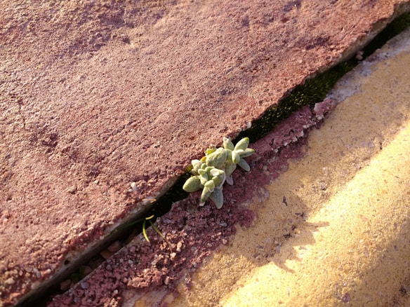 A small green plant is growing between the cracks of a weathered red and yellow pavement. The image captures the resilience of nature amidst urban surroundings, with shadows indicating natural sunlight.