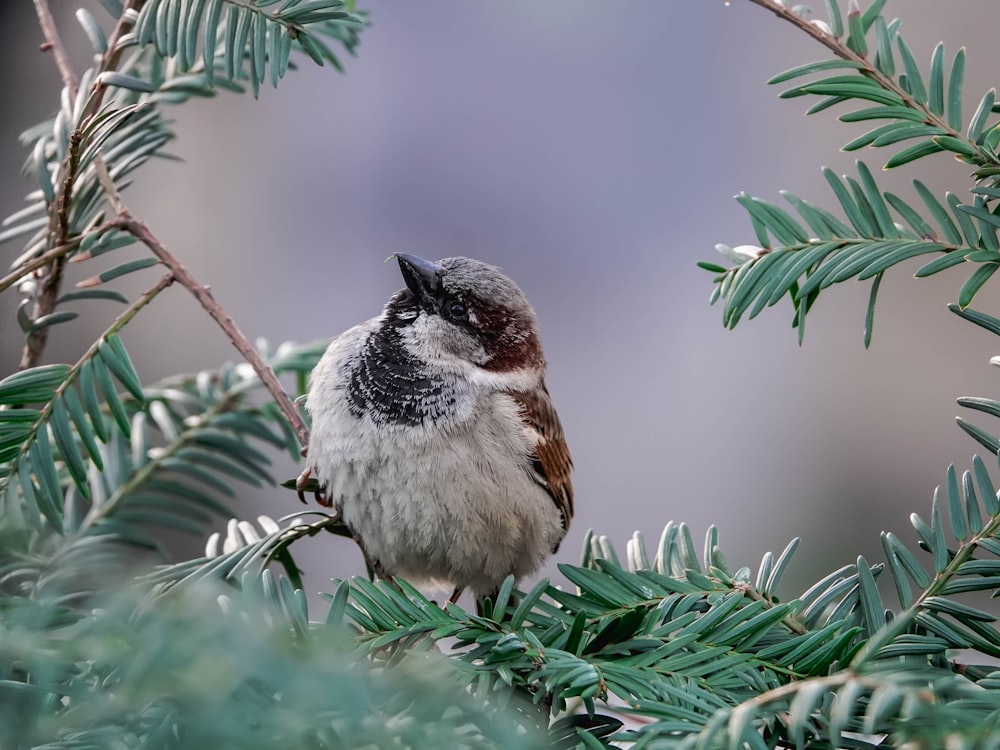 white and brown bird on brown branch