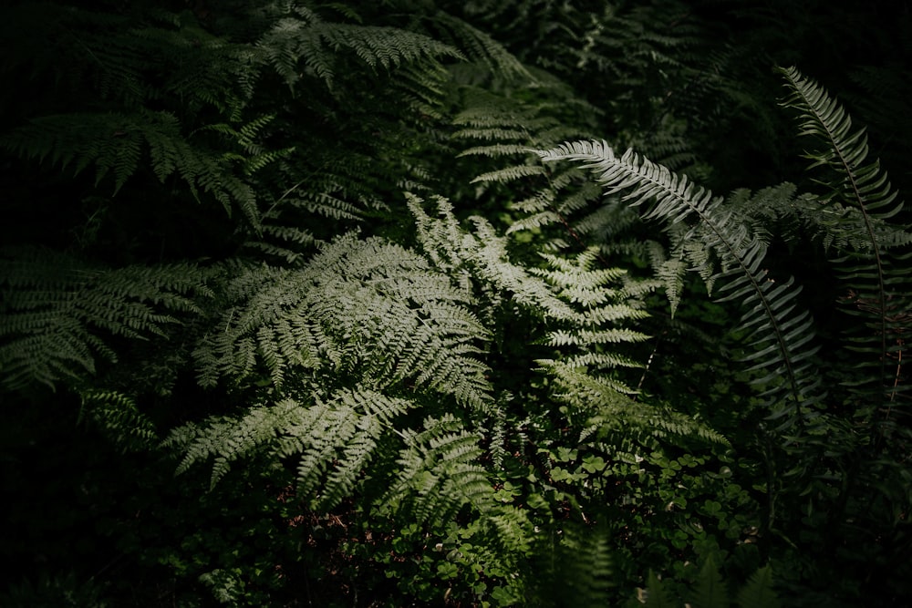 green plants