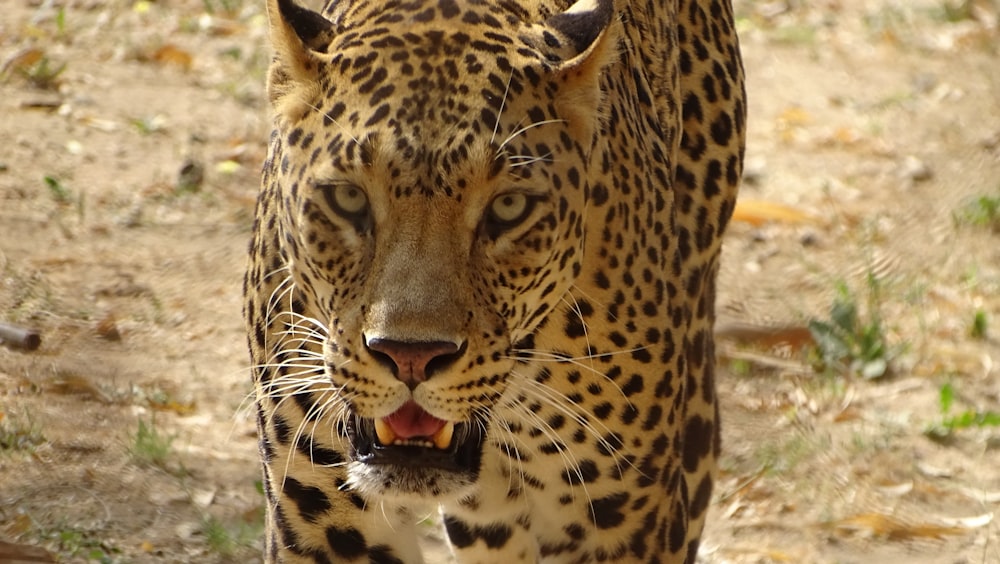 black and brown cheetah