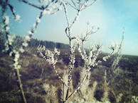 Delicate plants covered with protective fleece against frost.