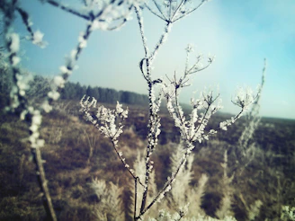 Delicate plants covered with protective fleece against frost.