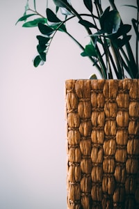 Fiddle Leaf Fig