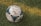 Close-up of a well-used soccer ball on a grassy field with players in the background.