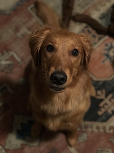 A happy golden retriever with a shiny, freshly groomed coat sitting on a soft pastel blanket.