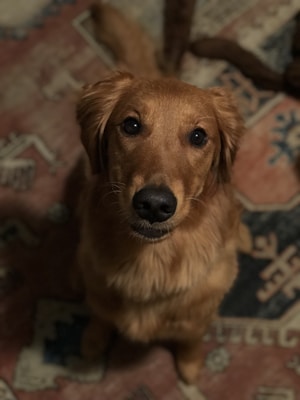 A golden retriever with a shiny coat sits attentively on a patterned rug. The dog has an alert expression with dark eyes and a black nose, and the soft lighting emphasizes the texture of its fur.