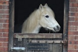 A white horse with a long mane stands inside a stable, peering over a wooden half-door. The stable wall is made of red bricks, and there's a metal plate on the door.