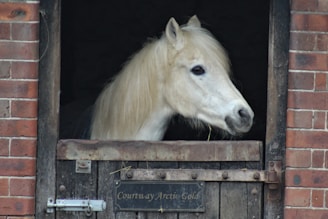 A white horse with a long mane stands inside a stable, peering over a wooden half-door. The stable wall is made of red bricks, and there's a metal plate on the door.