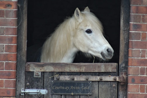 A white horse with a long mane stands inside a stable, peering over a wooden half-door. The stable wall is made of red bricks, and there's a metal plate on the door.