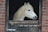 A white horse with a long mane stands inside a stable, peering over a wooden half-door. The stable wall is made of red bricks, and there's a metal plate on the door.