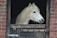 A white horse with a long mane stands inside a stable, peering over a wooden half-door. The stable wall is made of red bricks, and there's a metal plate on the door.