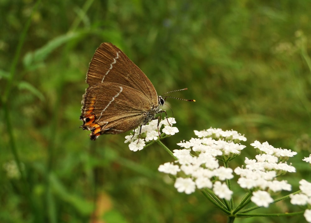 brown and orange butterfly perched on white flowers