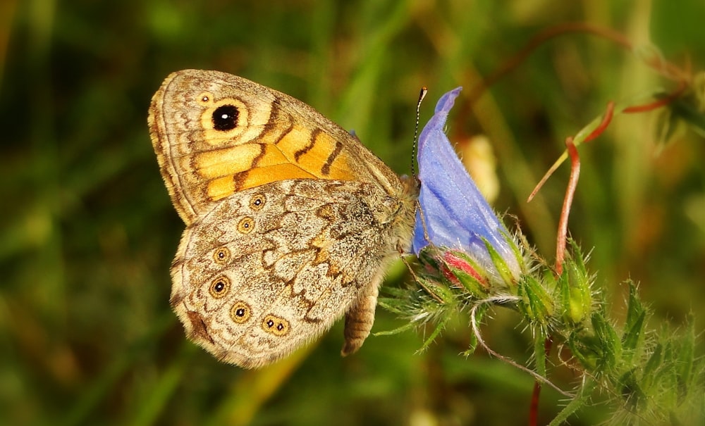 beige and brown butterfly on blue flower during daytime