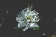 A minimalist shot of a single flower blooming against a stark white background.