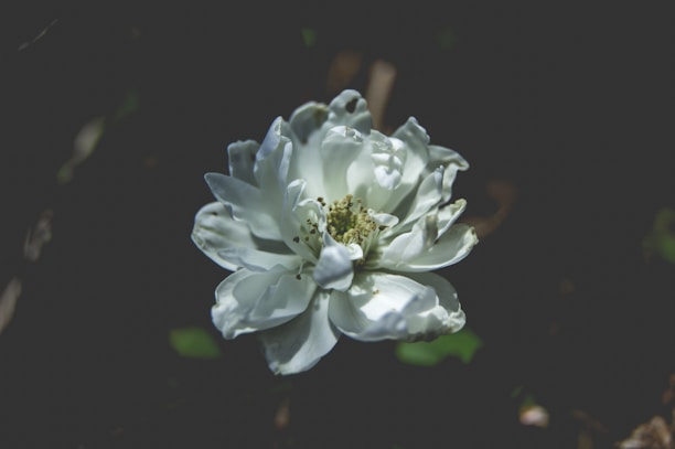 A serene image of a single white flower symbolizing purity and remembrance.