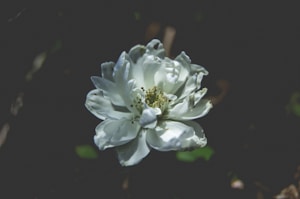 Silent Orchid