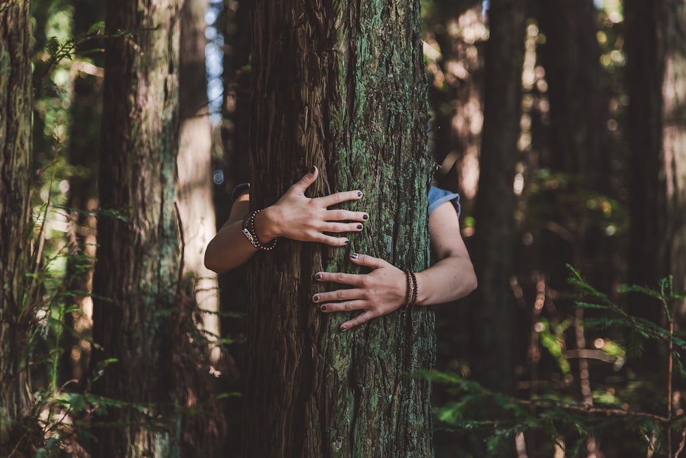 eine Person, die einen Baum in einem Wald umarmt