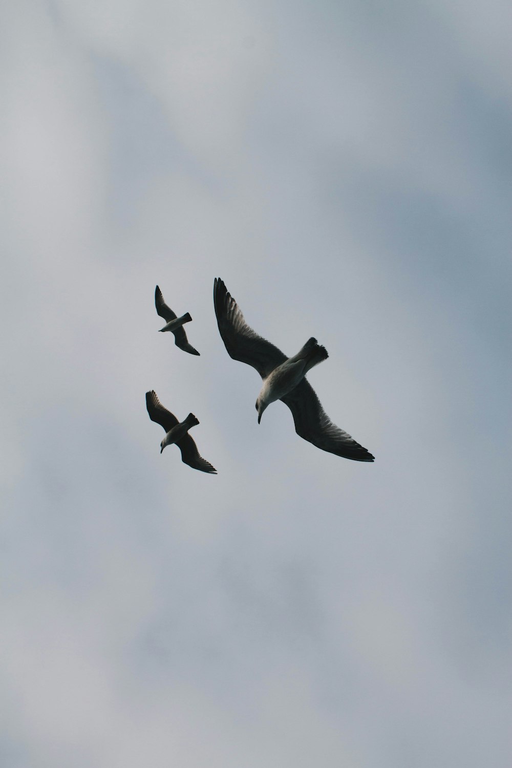 worms-eye-view of three birds flying