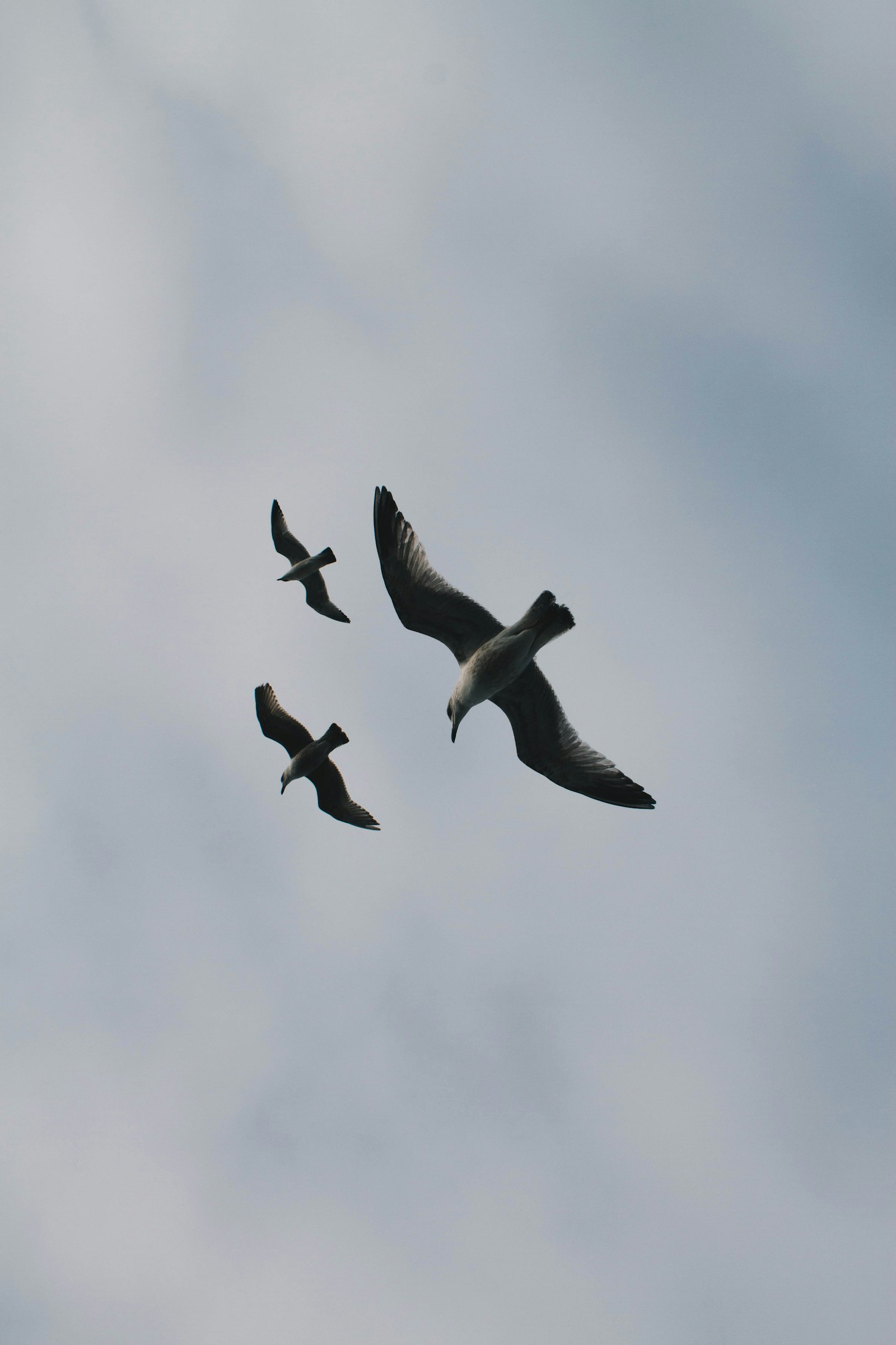 Canon EOS 7D + Canon EF-S 18-55mm F3.5-5.6 IS II sample photo. Worms-eye-view of three birds photography