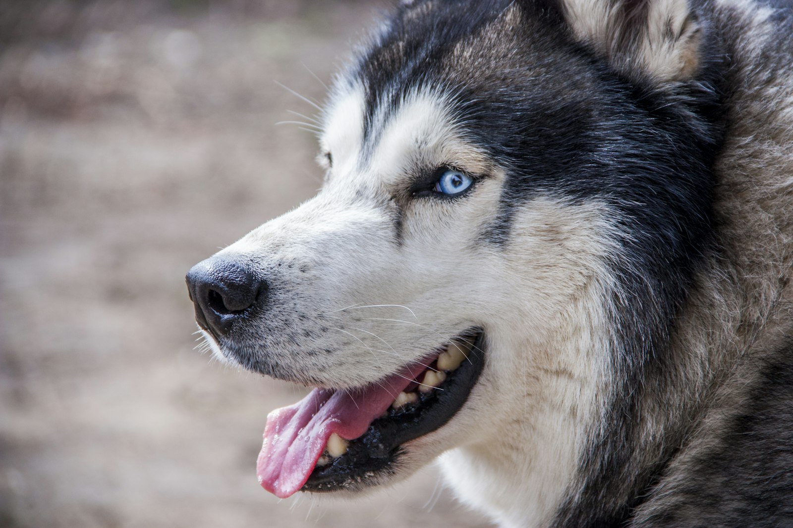 Spa Day at Home: Grooming a Siberian Husky Yourself