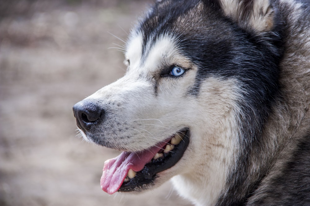 fotografía de primer plano husky siberiano en blanco y negro