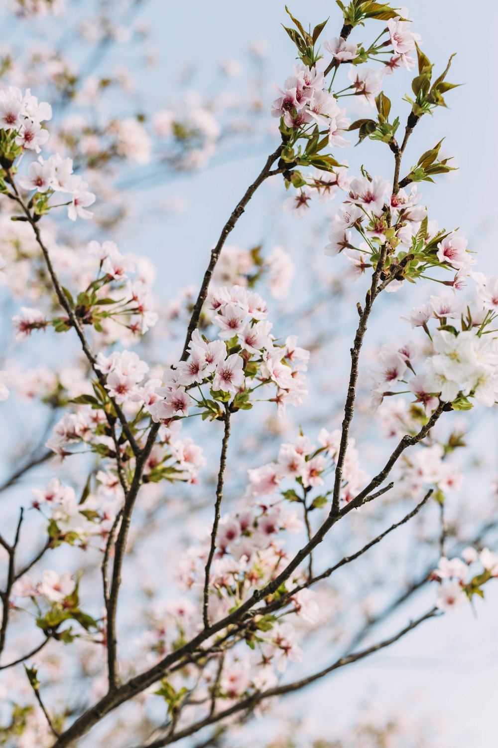 Flores de pétalas cor-de-rosa em flor