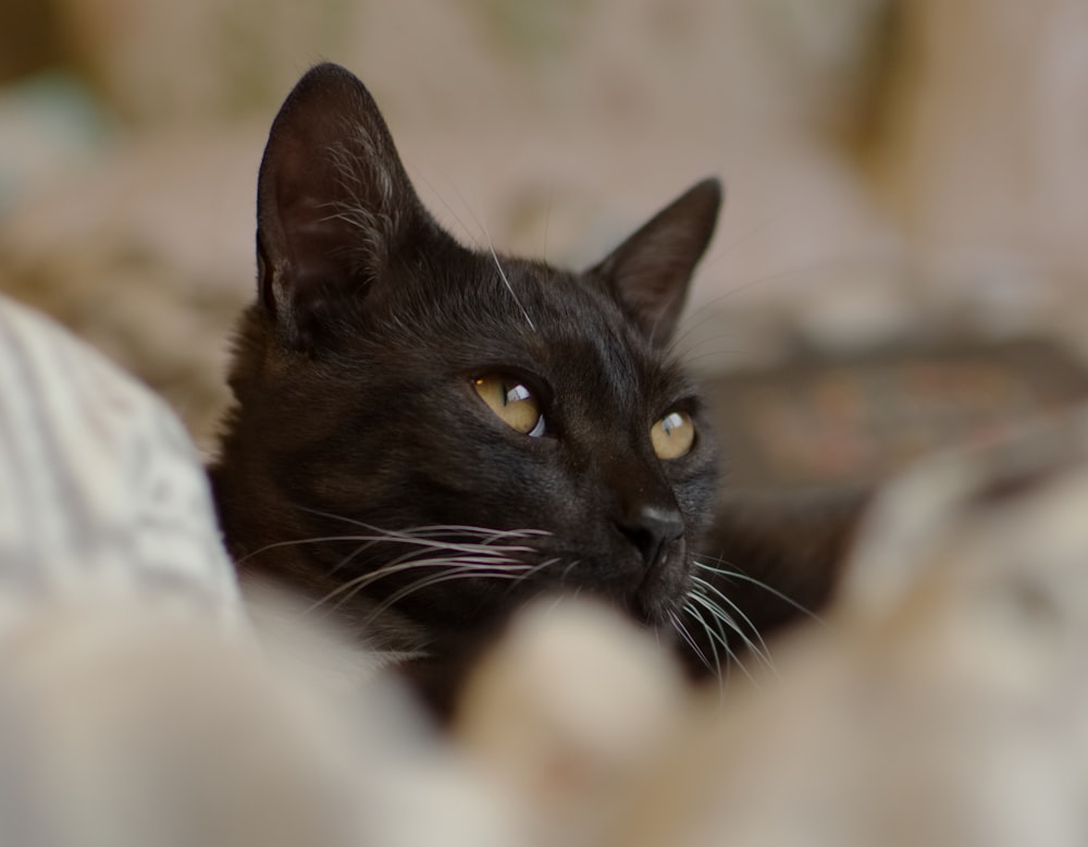 Photographie de mise au point sélective de chat noir