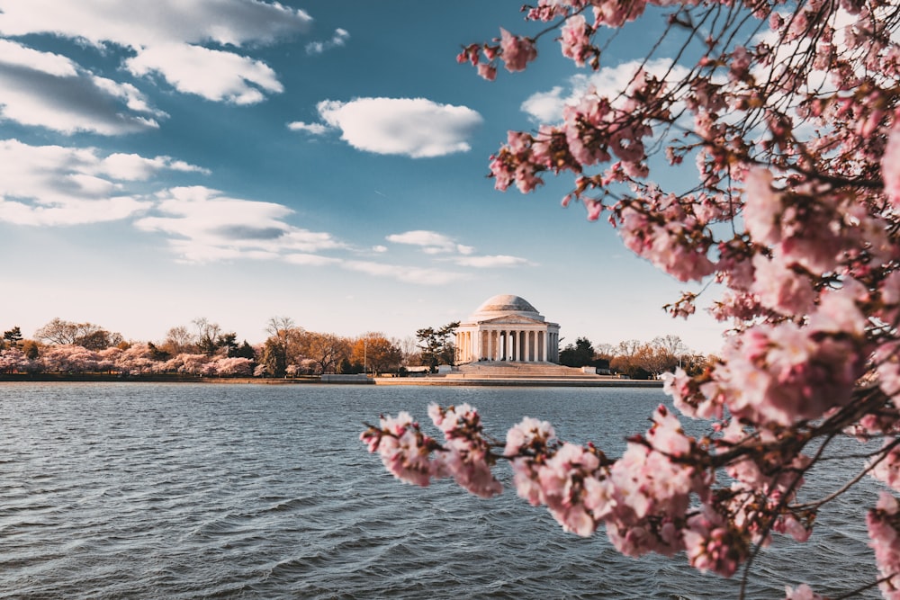 close up photo of cherry blossoms near body of water