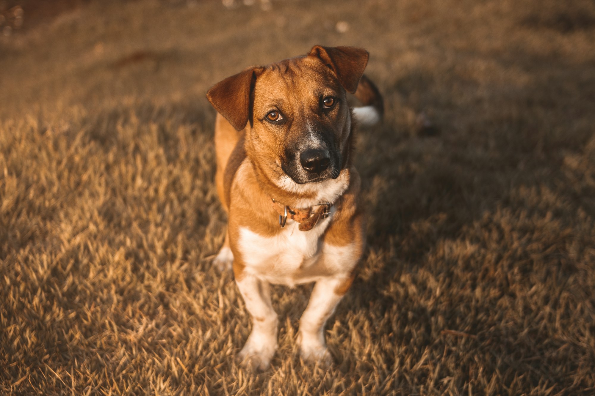 Cute brown and white dog with short legs facing the camera