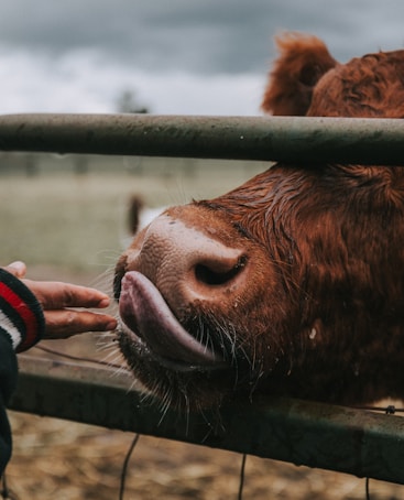 person holding brown animal's tongue