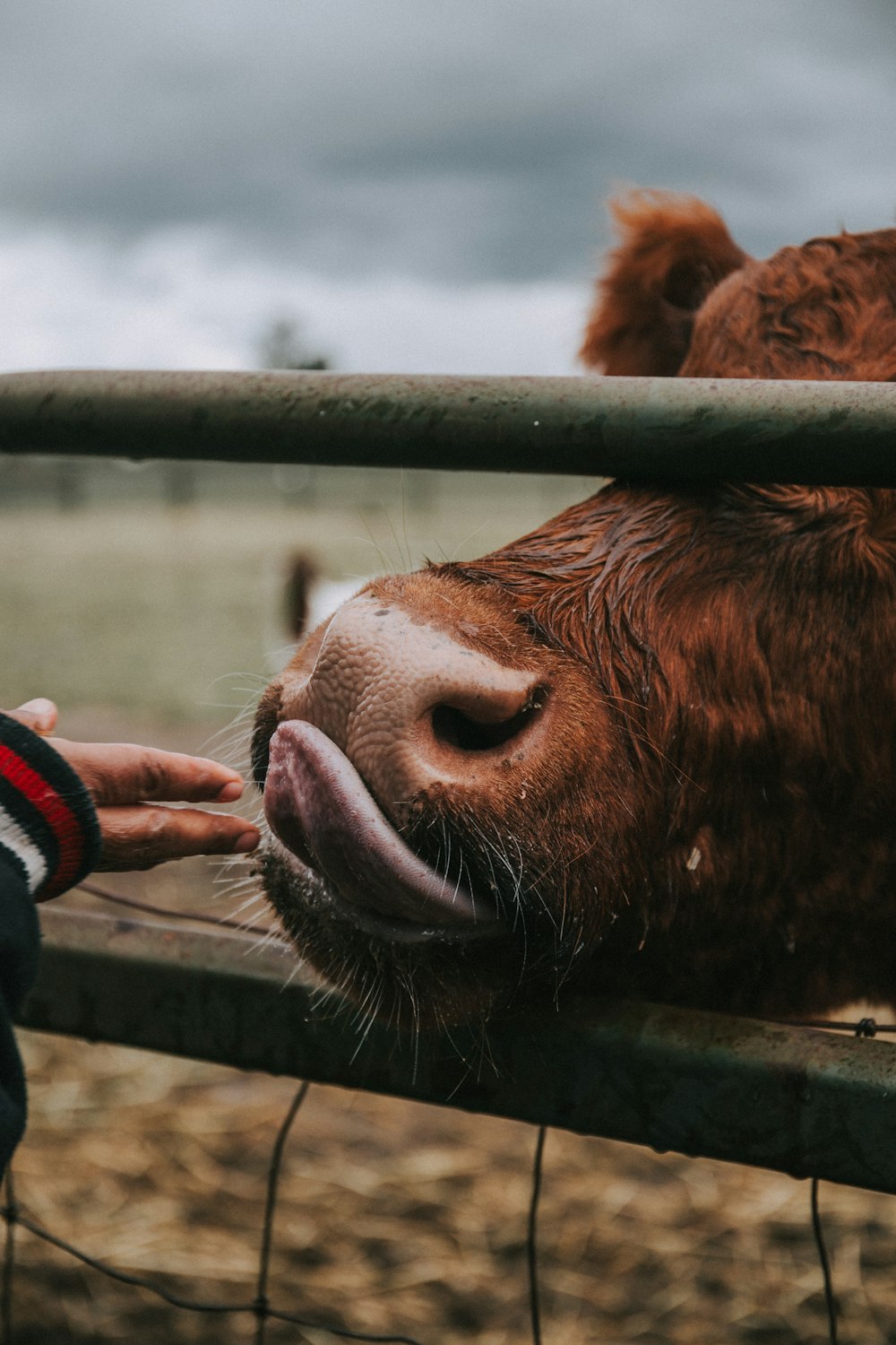 personne tenant la langue d’un animal brun