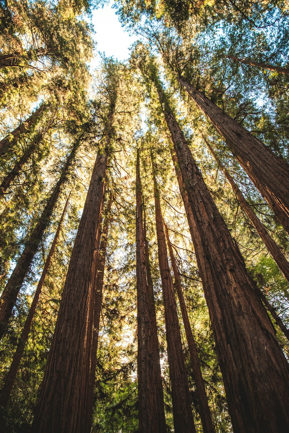 low-angle photo of trees