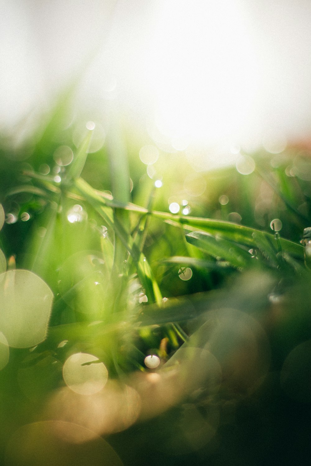 water droplets on green grass