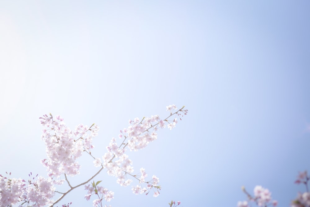 pink flowers