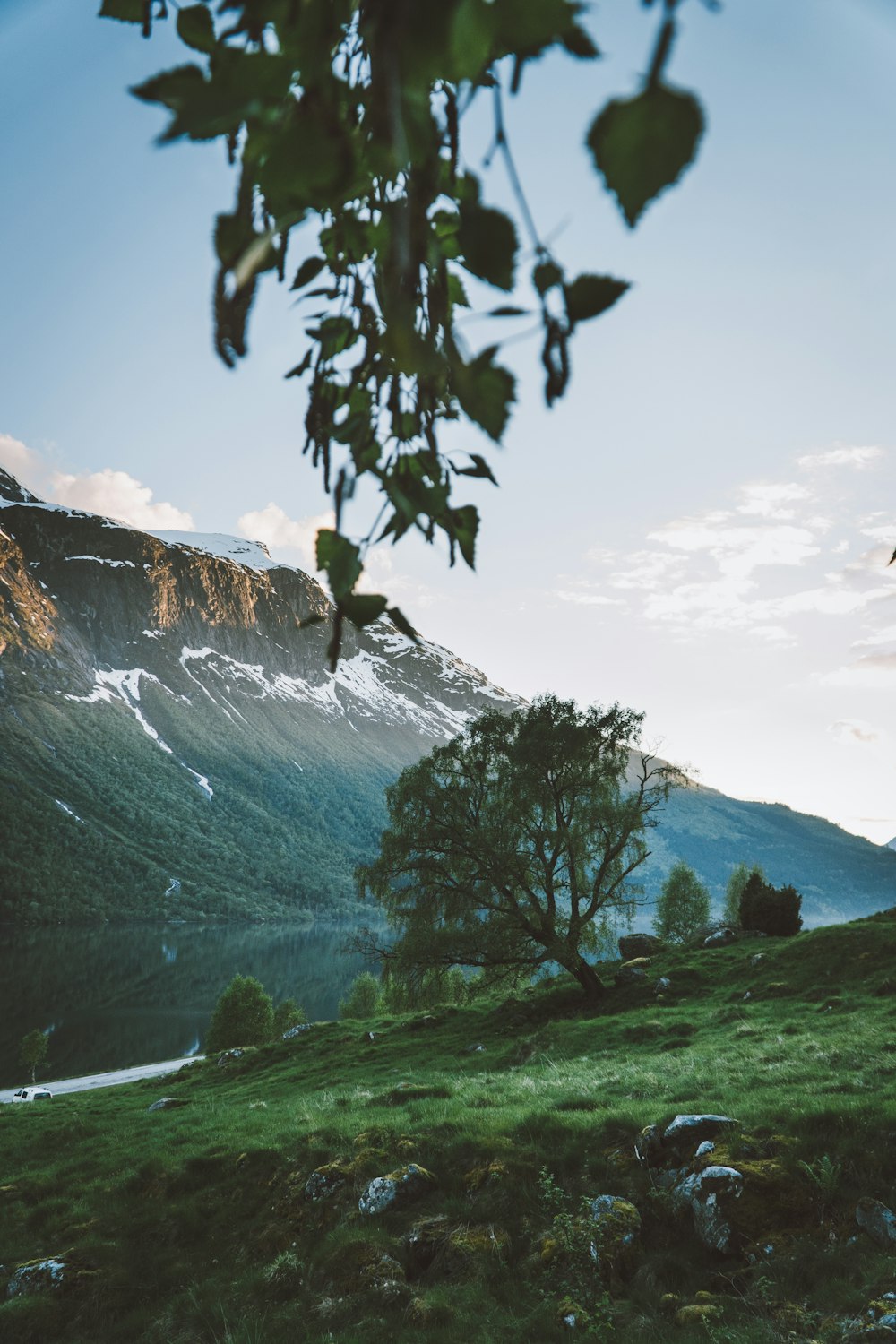 green leaf tree near body of water background of mountain