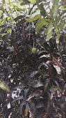 A dense cluster of green leaves with a single green mango hanging among them. The leaves are elongated and glossy, creating a lush and vibrant canopy.