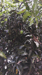 Tropical mango and berry blend phenotype with lush green leaves and dense flower clusters