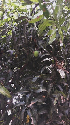 A dense cluster of green leaves with a single green mango hanging among them. The leaves are elongated and glossy, creating a lush and vibrant canopy.