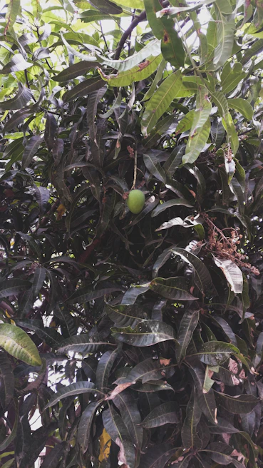 Tropical mango and berry blend phenotype with lush green leaves and dense flower clusters