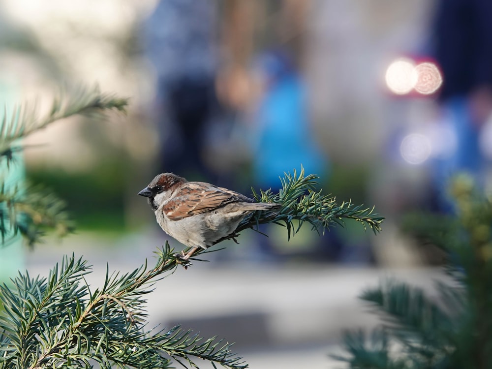 brown sparrow on tree branch