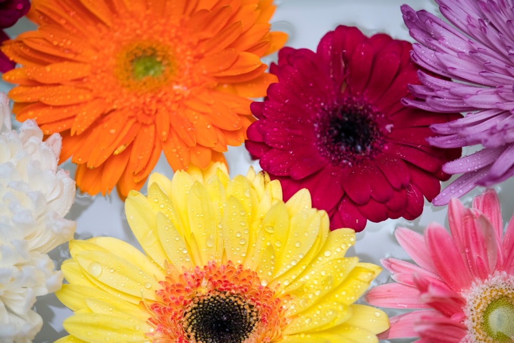 assorted flowers