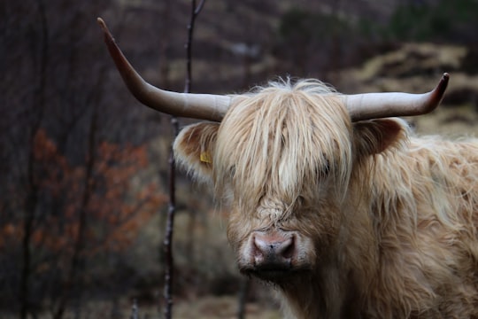 brown longhorn in Alladale Wilderness Reserve United Kingdom