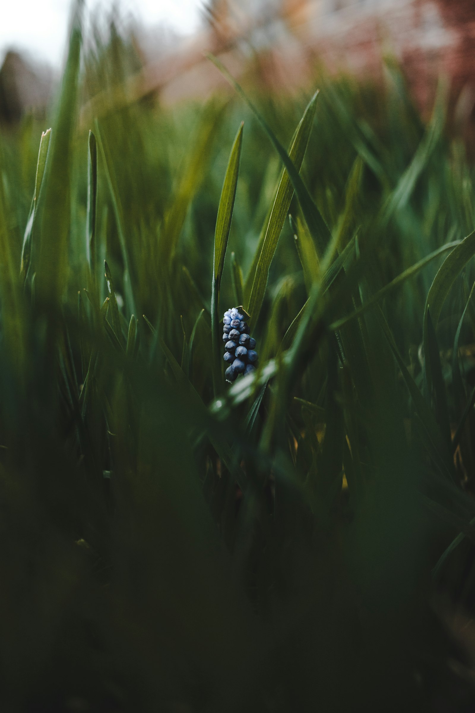 Canon EF 35mm F2 sample photo. Sword-shaped leafed plant photography